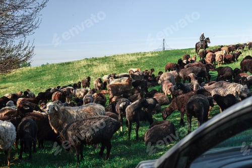 Preview: View of a herd of rams and sheep grazing in a green meadow in clear weather.