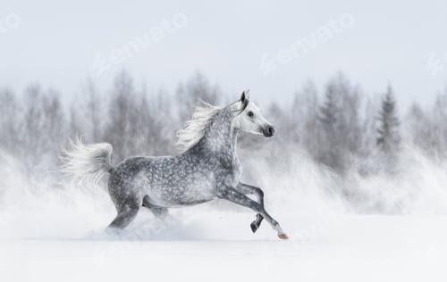 Preview: Purebred grey arabian horse galloping during blizzard.