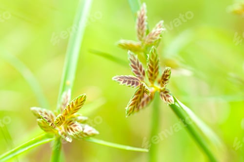 Preview: Beautiful floral spring abstract background of nature.