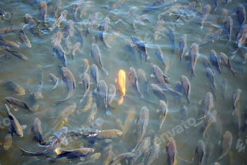 Preview: Fish in a pond. Lots of fish close-up