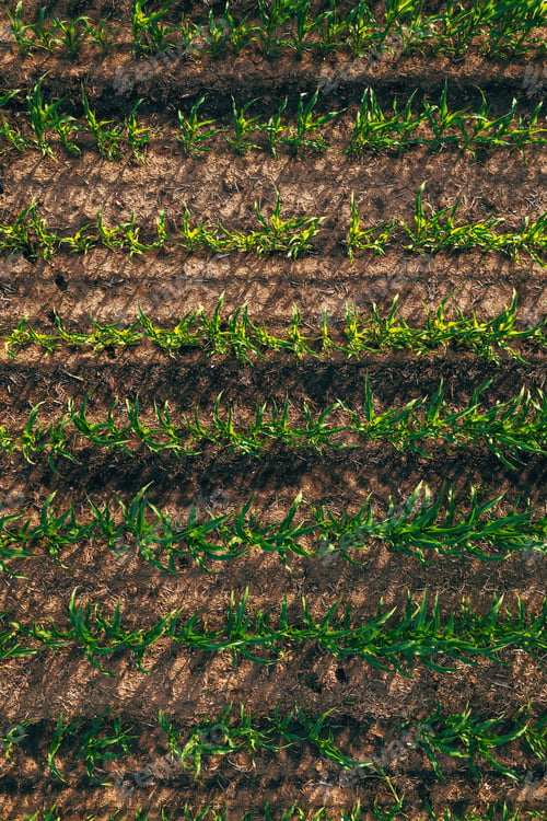 Preview: Aerial view of corn maize seedling field, directly above