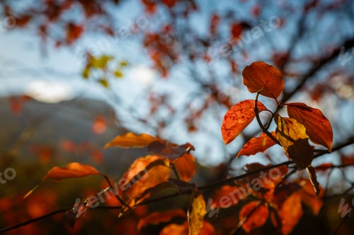 Preview: the Red and Orange Autumn Leaves Background