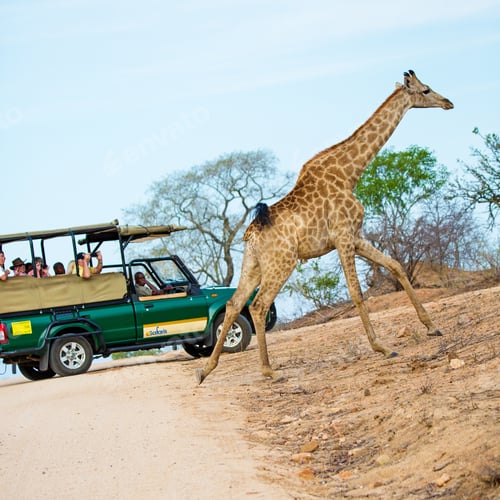 Preview: Giraffe Crossing Road in Kruger National Park