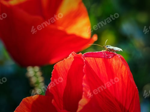Preview: Insect on Red Poppy Flower