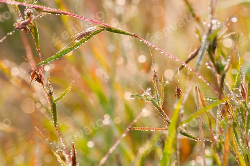 Preview: Fresh green grass with dew drops closeup. Nature Background