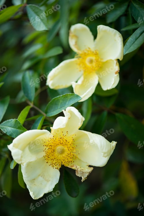 Preview: withering wild rose flowers