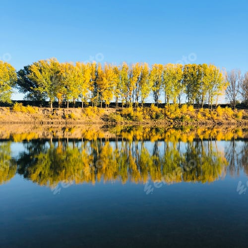 Preview: Scenic view of trees reflecting in water. Vibrant yellows and blues Pantone