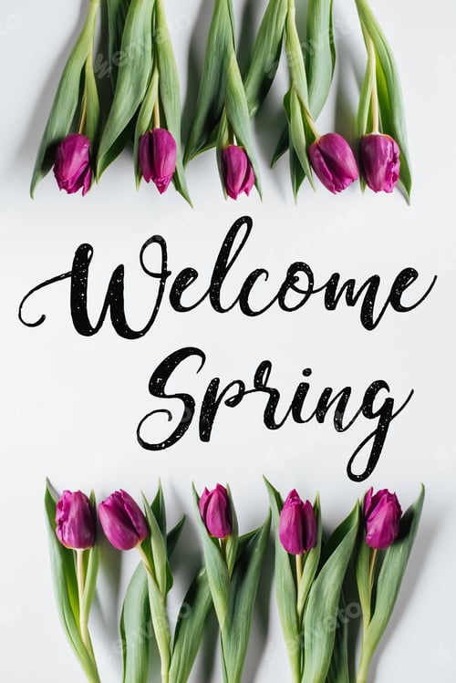 Preview: top view of purple tulip flowers, isolated on white with welcome spring lettering
