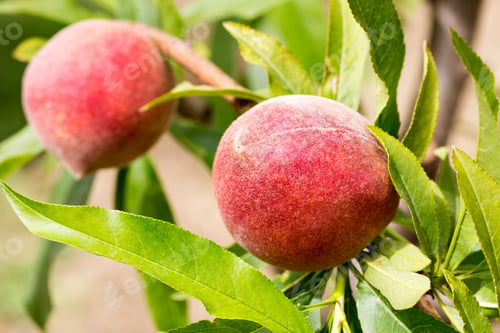 Preview: Peach tree with fruits growing in the garden