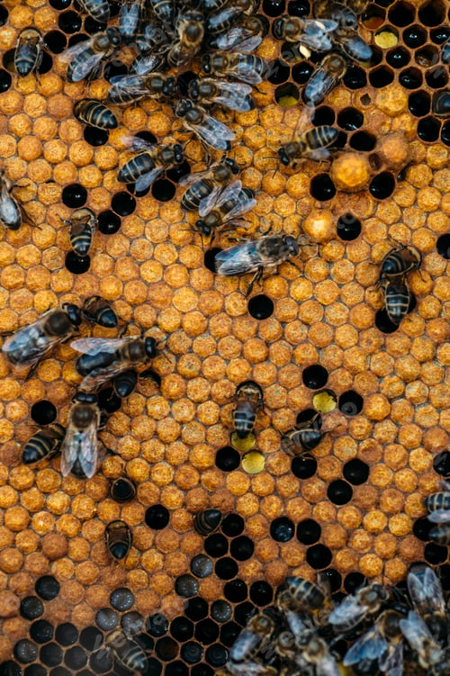 Preview: Honeybee swarm