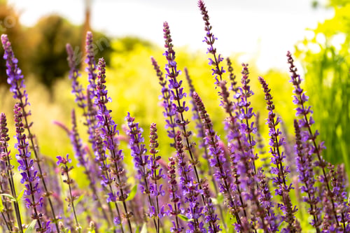 Preview: Sage oak flower close-up. Summer floral background. Medicinal plant in a flower bed. Gardening