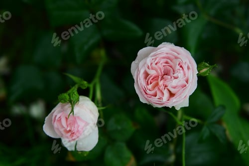 Preview: Closeup shot of pink David Austin Roses