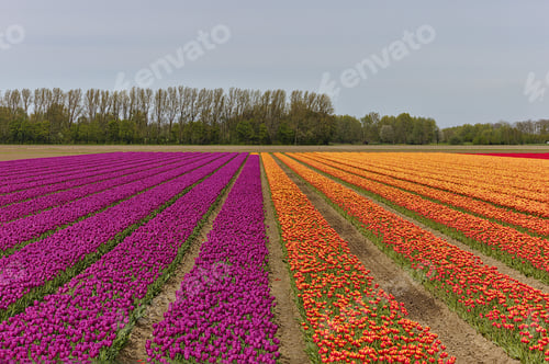 Preview: Vibrant tulip field near Kampen, Netherlands, in spring.