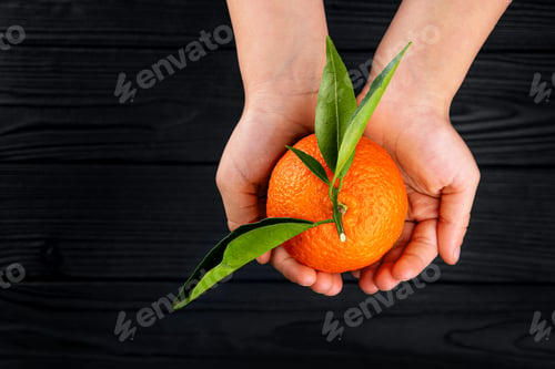 Preview: Top view of child hand holding whole citrus fruit tangerine with green leaves over black background.