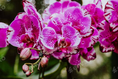 Preview: Beautiful orchirds