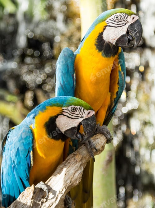 Preview: bird, parrot, Scarlet, Macaw