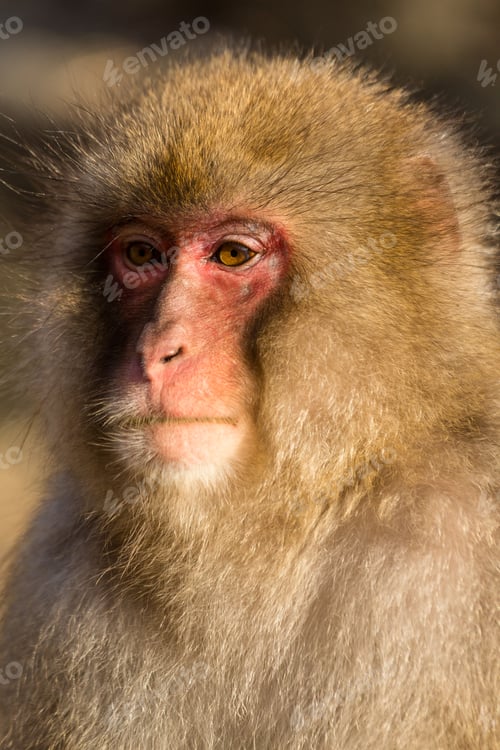 Preview: Snow monkey