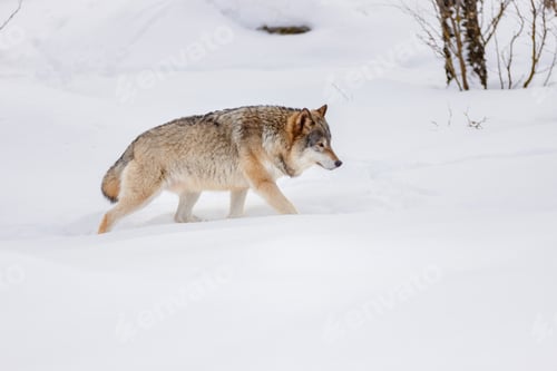 Preview: Side view of Eurasian wolf strolling on snow