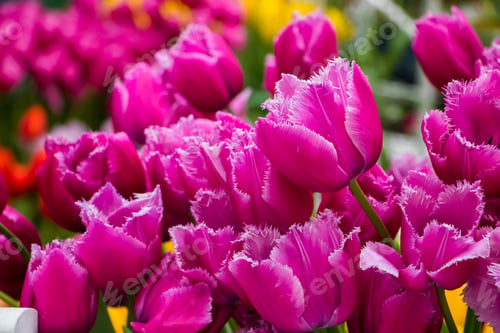 Preview: Beautiful bouquets of colorful tulips in flower shop. Spring fresh flowers.