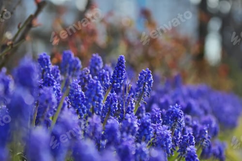 Preview: Flowers