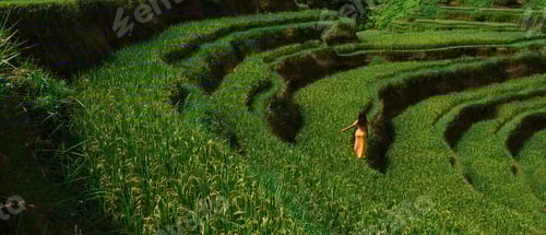 Preview: A beautiful girl walks on rice terraces on the island of Bali, rear view
