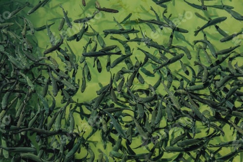 Preview: Closeup of school of juvenile fish in the freshwater