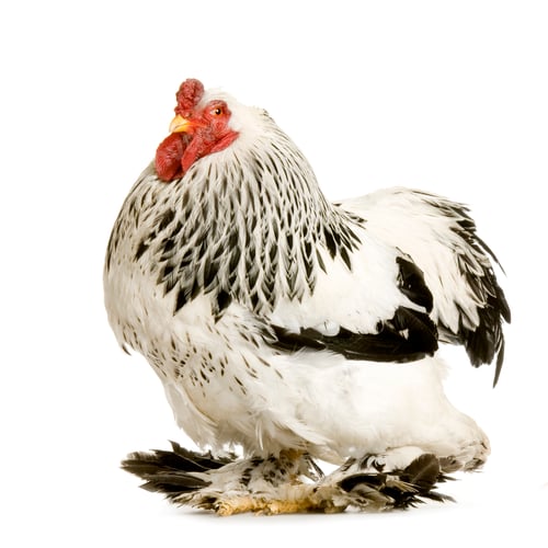 Preview: Rooster