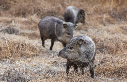 Preview: Wild boar