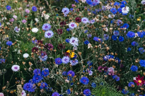 Preview: Densely packed wildflowers in vibrant colors bloom across a green meadow filled