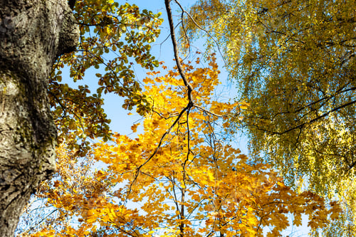 Preview: bottom view oak tree branch with orange leaves