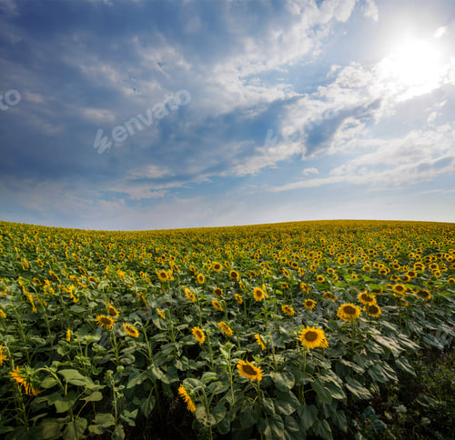 Preview: beautiful sunflower field with dramatic sky with clouds