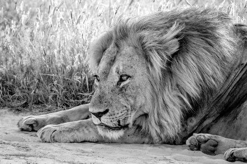 Preview: Close up of a male Lion laying in the sand.