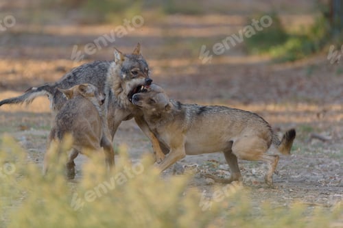 Preview: Selective focus shot of wolfdog fighting with its mouth open