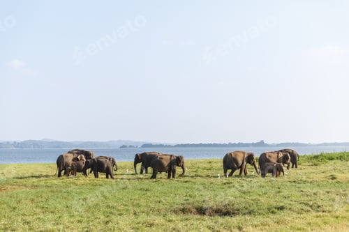 Preview: scenic view of wild elephants in natural habitat on field, sri lanka, minneriya