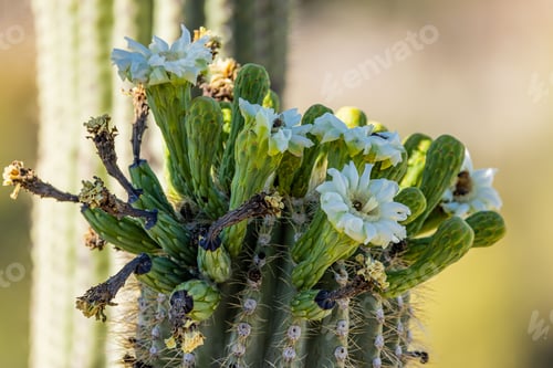 Preview: Close-up shot of small insects and bees pollinating flowers of Saguaro cactus