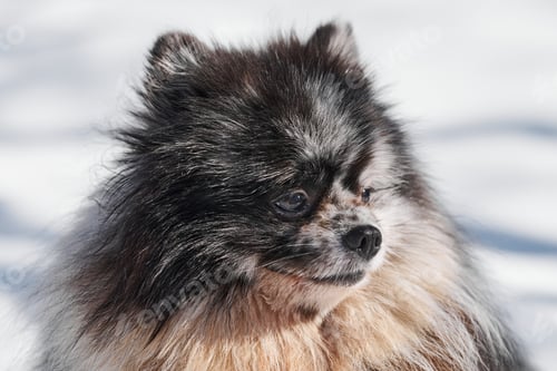 Preview: Pomeranian Spitz dog close up portrait, cute black marble with tan Spitz puppy sitting on snow