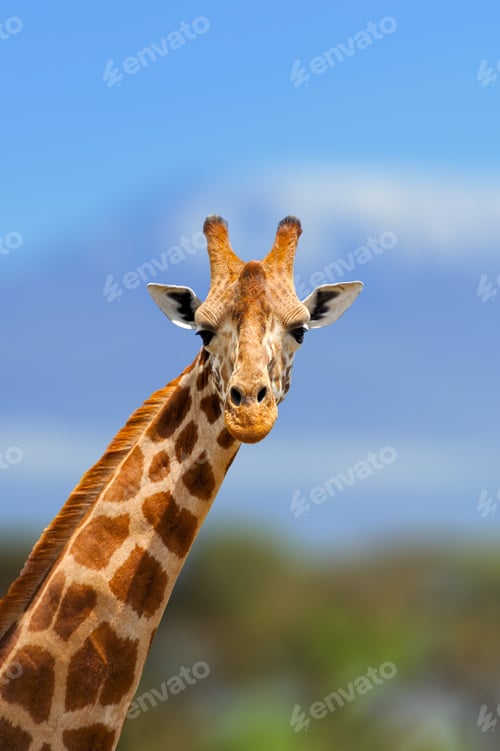 Preview: Giraffe in the nature habitat, Kenya, Africa