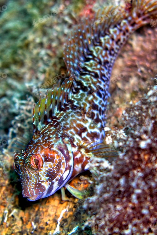Preview: Ringneck Blenny, Cabo Cope Puntas del Calnegre Natural Park, Spain