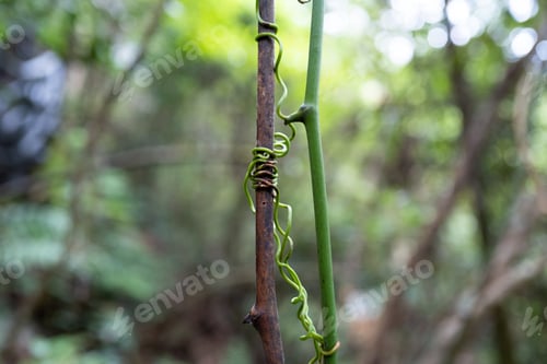 Preview: Withered and alive vines, contrasts and connections in nature. In July, summer.