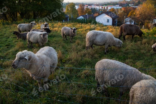 Preview: close up of sheep grazing on a hillside in Switzerland