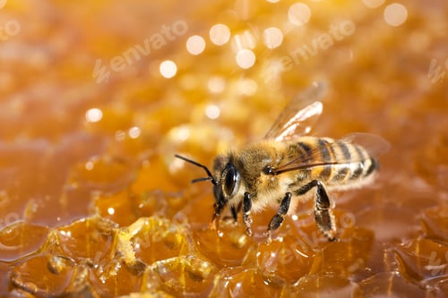Preview: Closeup view of fresh honeycomb with bee