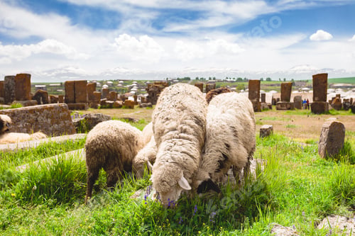 Preview: Sheep graze in Noratus