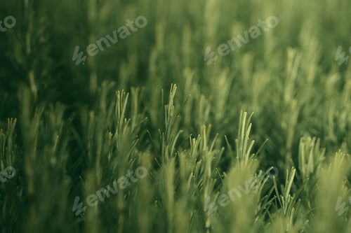 Preview: Herbs