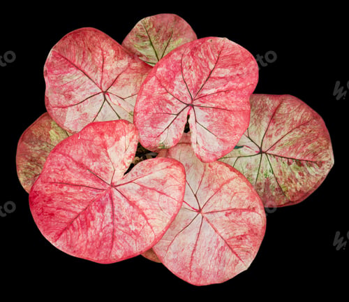 Preview: Beautiful colorful caladium on Black background isolate with clipping path. Queen