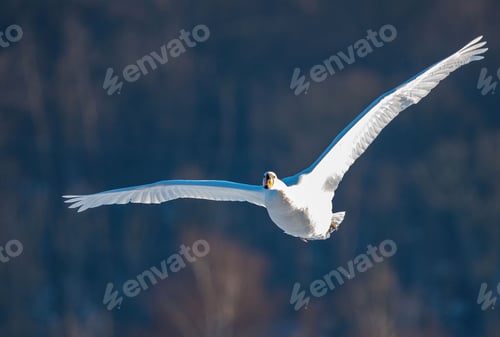 Preview: Majestic white swan soaring through the sky with its wings outstretched.