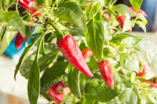 Preview: Hot chili pepper with red fruits growing on a bush, close-up