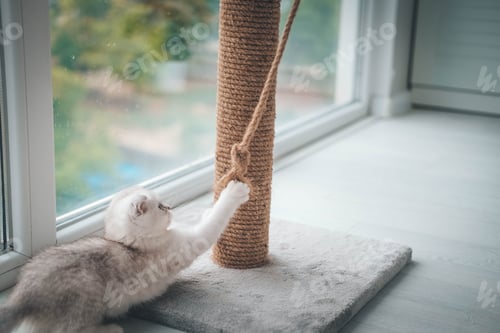 Preview: Close up of a cute scottish fold kitten playing with a scratching post.