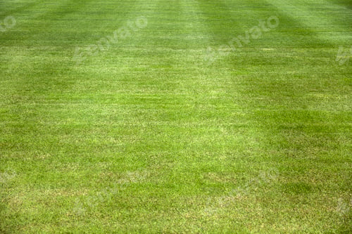 Preview: Grass field