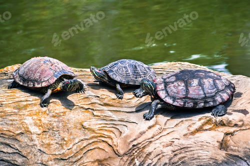 Preview: Three Red-eared Slider turtles sunbathing