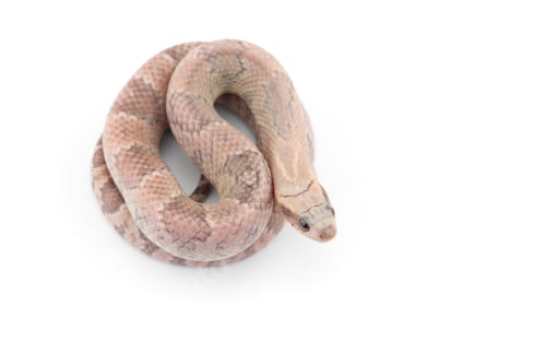 Preview: Lavender False water cobra isolated on white background